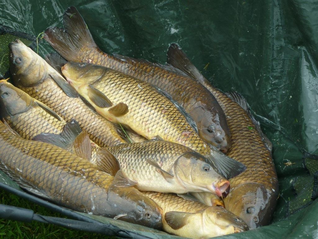 Nice Carp :) - carpbag1024x7681024x7682.jpg